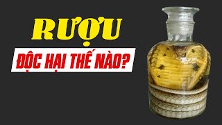 Video này sẽ làm bạn sợ uống rượu