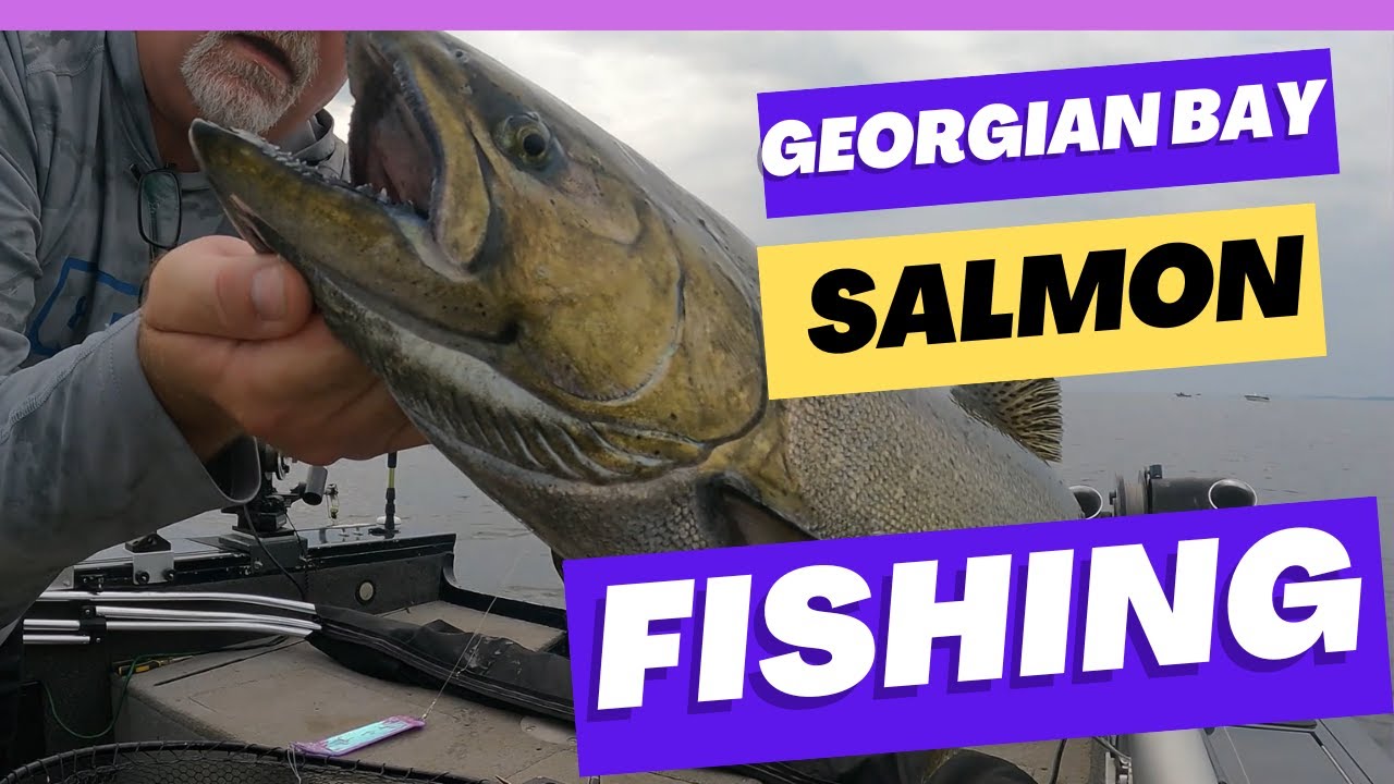 Bay Salmon Fishing 2023 YouTube