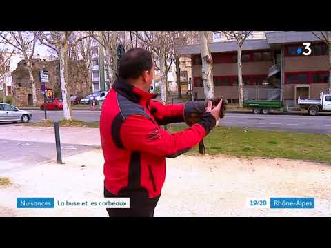 Romans-sur-Isère : des buses pour chasser les corbeaux