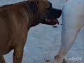 February 16, 202611 Year Old Girl FromLebanon Rescues Dog And Flies Them To Can...Kutti dog
