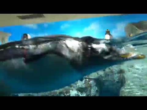 鴨川シーワールド　キングペンギン　千葉県鴨川市　20160312