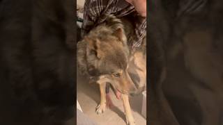 A Wolf Is A Two-Handed Instrument