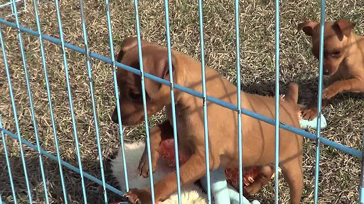 8 week old MinPin Puppies