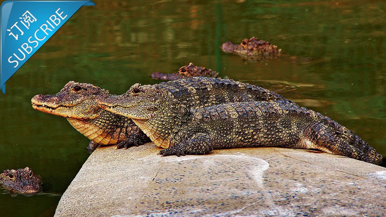 Ancient reptiles——Chinese alligator - YouTube