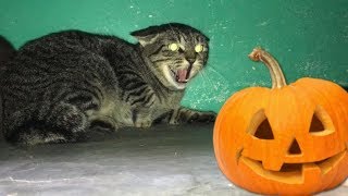 NEW КОТЫ - Смешные кошки 2019 ★ Самые смешные кошки боятся украшений на Хэллоуин NEW КОТЫ - Смешные кошки 2019 ★ Самые смешные кошки боятся украшений на Хэллоуин