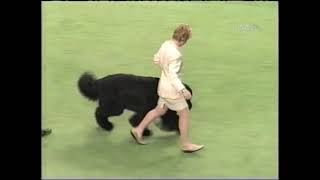 The Newfoundland Show Dog