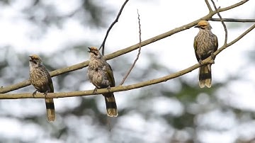 Burung cucak rawa gacor asli alam liar,Cucak rawa|bird song