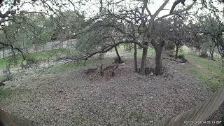 Deer Diary 9 🦌🌿