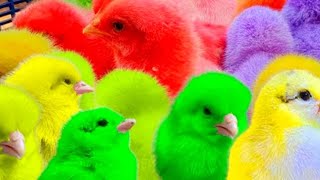 Catch Cute Chickens, Colorful Chickens, Rainbow Chicken, Rabbits, Cute Cats, Ducks, Animals Cute93