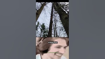 Thumbnail of Floating Tree Illusion – Not Touching the Ground?