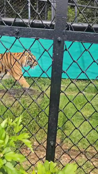 Tiger🐯#tiger#infobells#hindirhymesforkids #youtubeshorts #nationalanimal#zoo#kid#baby #viralshorts