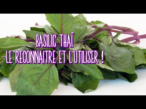 Vidéo: Utilisations du basilic thaï - Apprenez à planter du basilic thaï