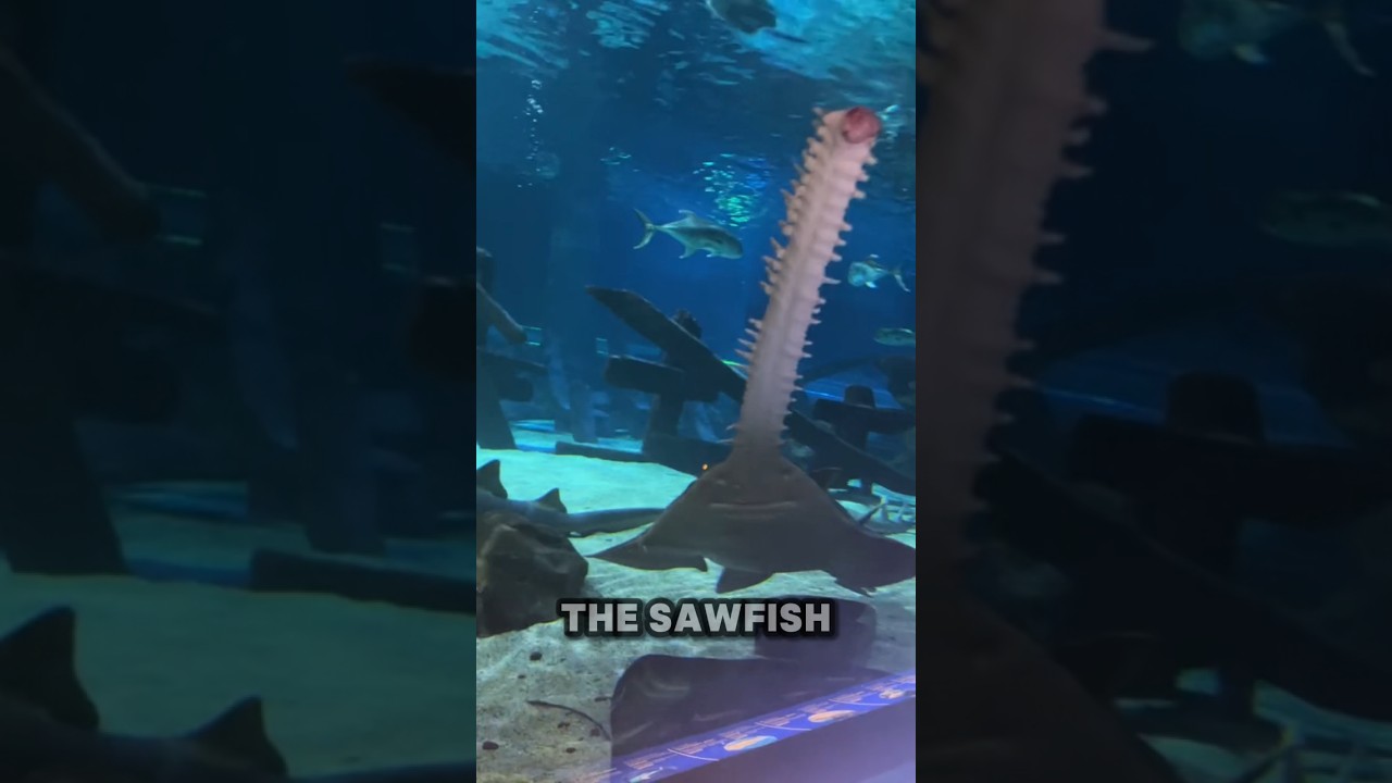 The Sawfish is TERRIFYING