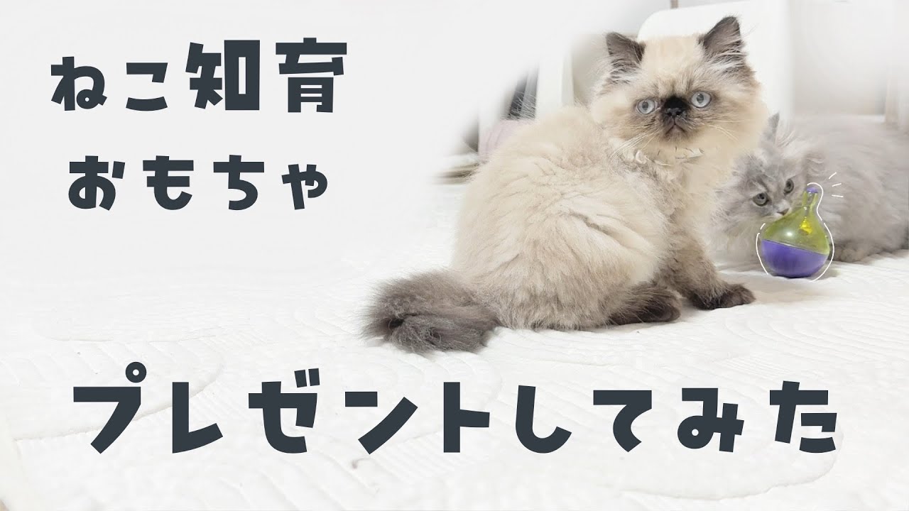 ねこ知育おもちゃプレゼントしてみた˖ ࣪⊹