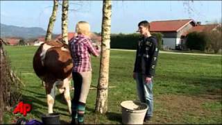 Udderly Amazing: Girl Teaches Cow to Jump