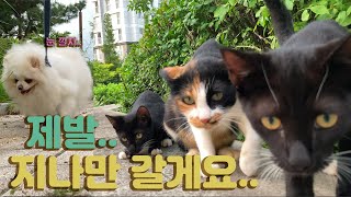 고양이를 무서워 하는 강아지ㅋㅋㅋㅋㅋ (feat길냥이)