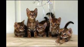 Toyger Cat and Kittens | History of the Toyger Cat Breed