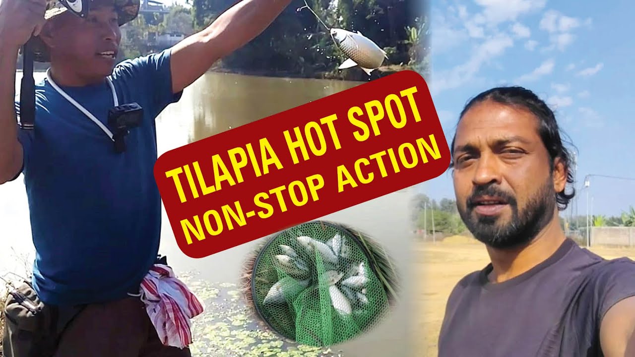 Aaj Mila Tilapia Ka Sabse Bada Hot Spot 😈 | Non-Stop Fishing Action