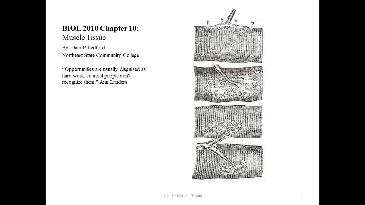 BIOL 2010 Chapter 10 part 1 - YouTube