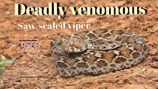 Saw-Scaled Viper Snake Deadly Venomous