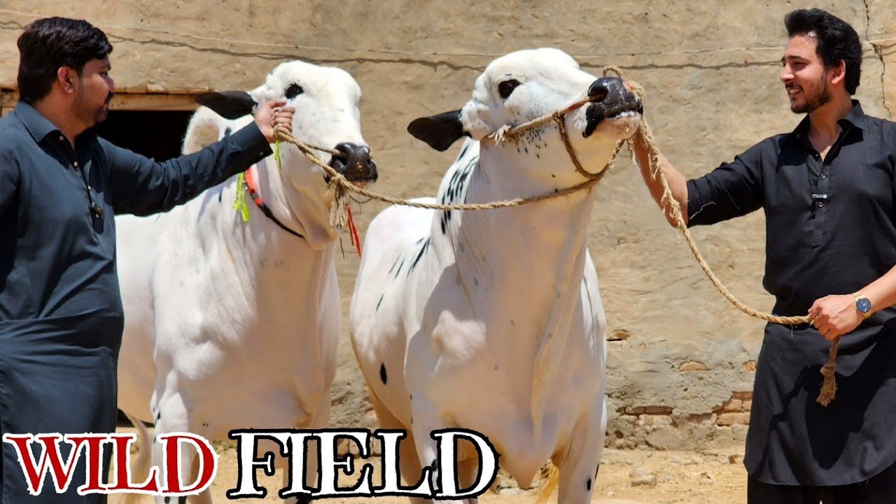 D Rasheed Form Cattle Rasheed Cattle & Dera Lala Khardi - Dhok keer - Fateh Jang Bulls - Cow ...