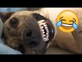 Funny Cute and Talking Animals and Pets Compilation 2024 #pets #funny #fyp