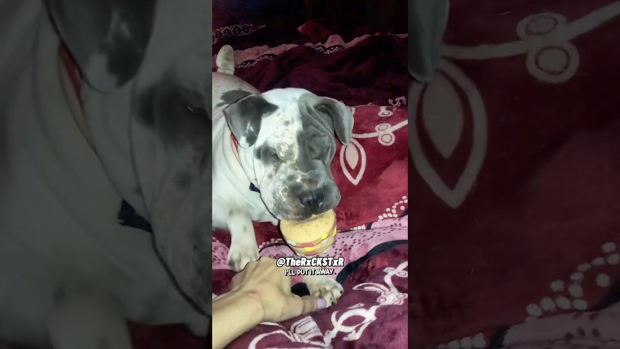 Никогда не вставайте между собакой и её пищащей игрушкой!