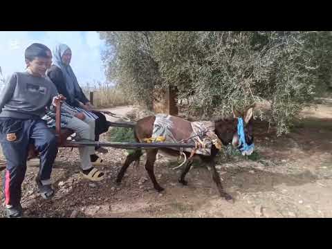 دخلو تكتشفو تحدي ب لحمار و لكرويلة بتوراث تقليدي 