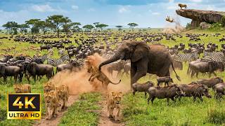 4K African Nature Film: World’s Greatest Migration & Lush Mountain Landscapes