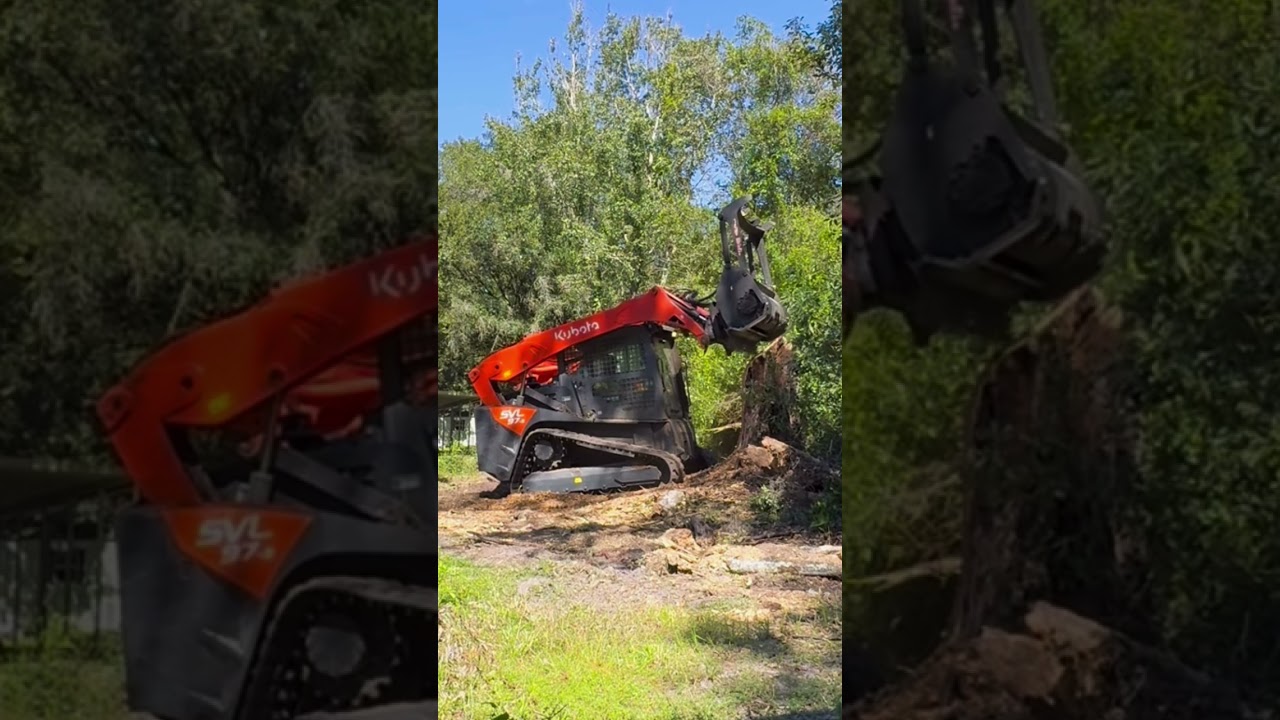 OLD DEAD MONSTER OAK Tree getting Mulched by The Denis Cimaf!