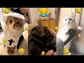 Cat Chaos: tails, fails &amp; fashion 😂😂😂