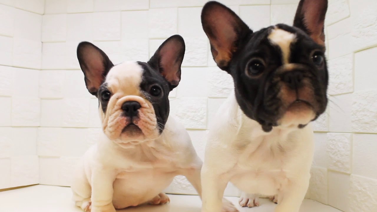 フレンチブルドッグ子犬販売情報 フレンチブルドッグ専門店 パスレルフレンチ