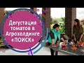 Дегустация томатов в Агрохолдинге «ПОИСК»