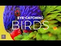 Eye-Catching Birds Birds | 20 Most Beautiful Birds on Earth