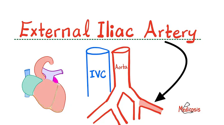 External Iliac Artery - Epigastric Arteries - Arteries of Pelvis - Anatomy of Pelvis and Perineum