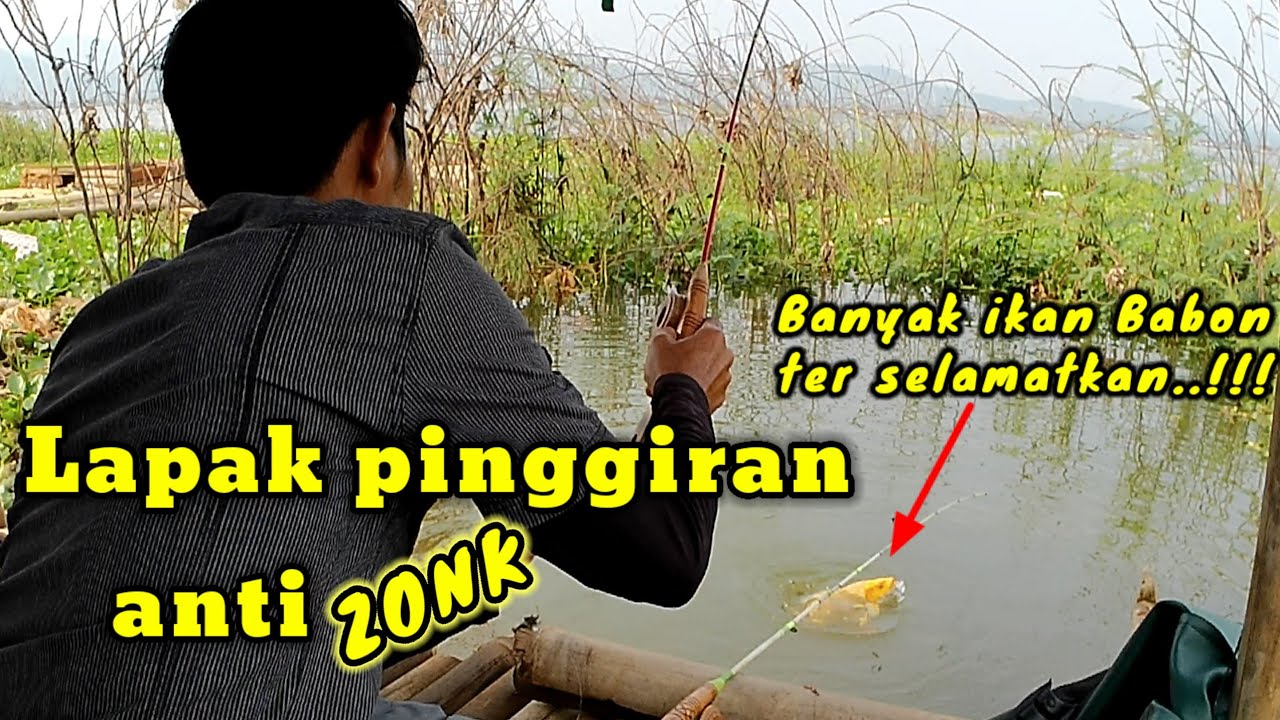 ikan koi seharga Pajero nyangkut di kail pancing ku mancing pinggiran- mancing Cirata terbaru..!!!