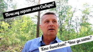 Почему горят леса Сибири? Кто виноват? Что делать? Две причины пожаров в Сибири