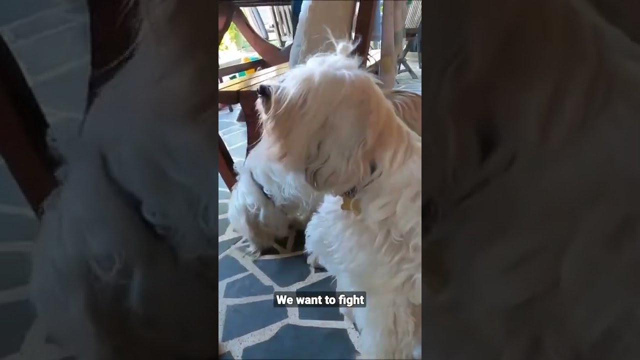 Reward# distribution