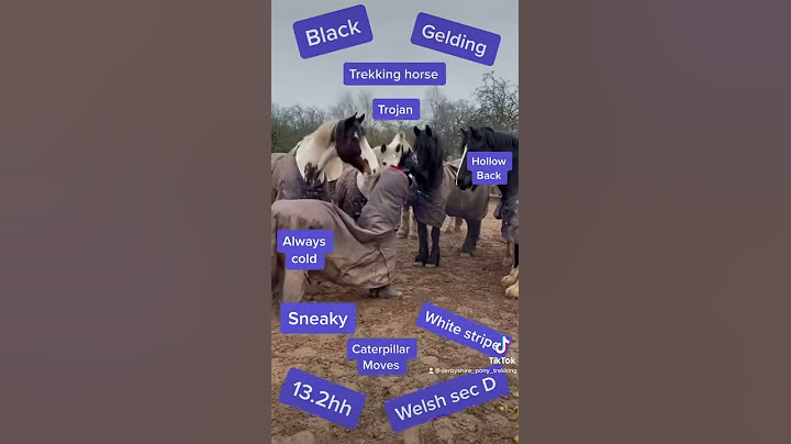 Meet the fake horse!