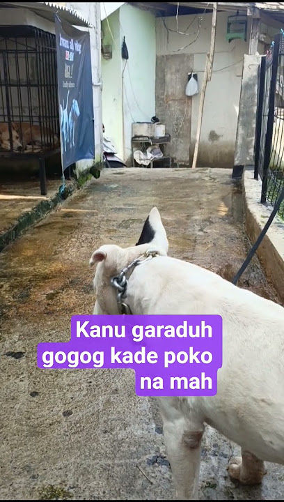 NU GADUH GOVOG KADE NUA OMAT #anjingpemburu #trendingshort