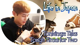 [Tonkinese Tales] Tough Times for Two