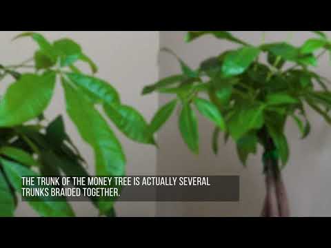 Finding Luck with a Money Tree (Happy St. Patricks Day)