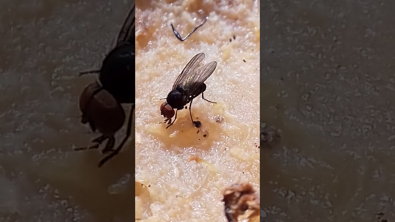 4mm black fly with big red eyes - Fannia species?