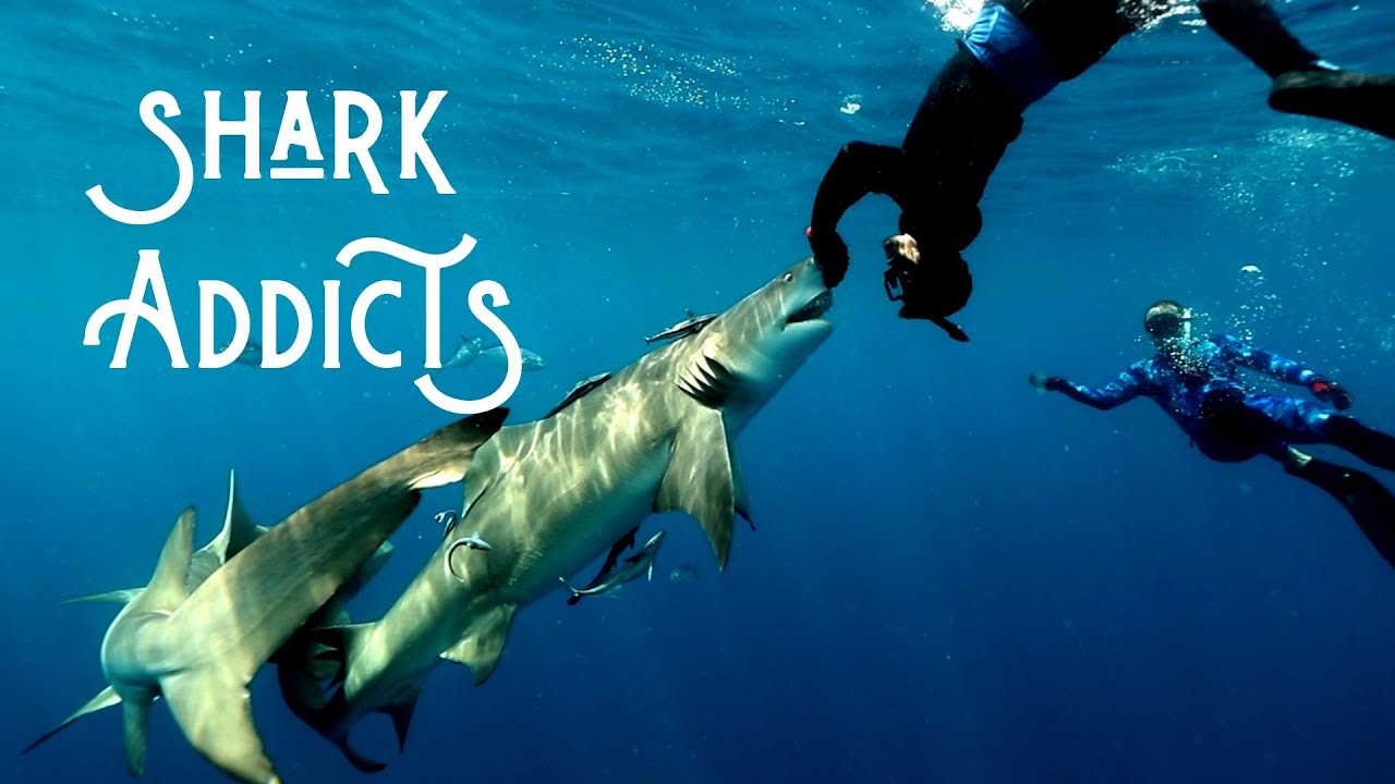 ⁣diving with the SHARK ADDICTS