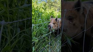 Using Idaho Pasture Pigs For Brush Control On The Homestead