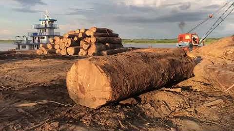 Unloading logs after river transport by timber barge - Peru Maderas