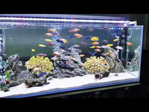 Video Hồ cá Ali đẹp (Ali fish) - youtube
