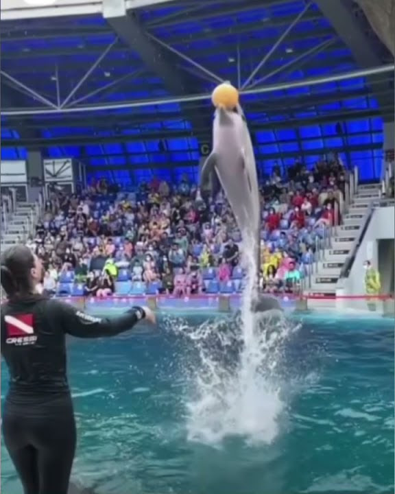 Dolphin-Circus-Playing