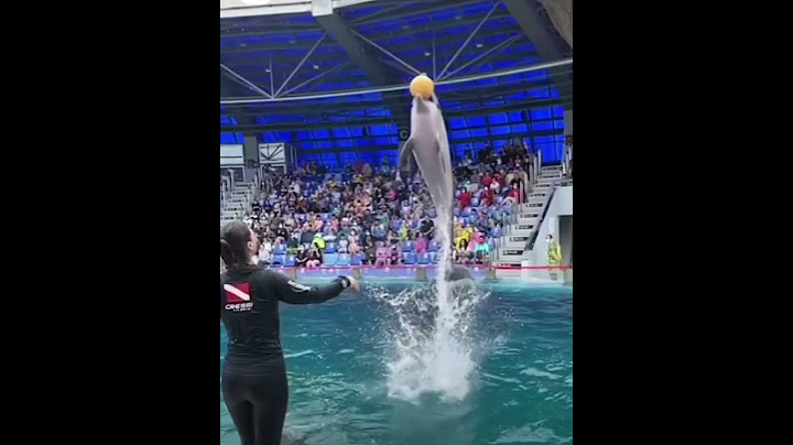 Dolphin-Circus-Playing