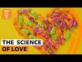 What is love from a neuroscientific perspective? 🤔❤️‍🔥 BBC